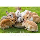 Комбикорм для кроликов