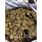 Картофель