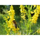 Донник жёлтый