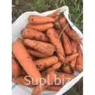 продам морковь,сорт абако