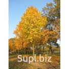 Клен Гиннала серебристый разрезнолистный (1,5 – 2,5 м.)