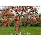 Почвогрунт для деревьев