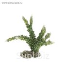 Коралл пластиковый "REPLICA LIVE CORAL" L220 x W120 x H170мм