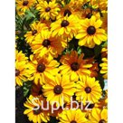 Рудбекия желтая