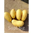 Продам семенной картофель сорт Королева Анна размер 3-5, вторая репродукция