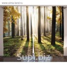 Комплект фотоштор Magic Lady "Солнце в осеннем лесу", 145 х 265 см - 2 шт, 100% полиэстер