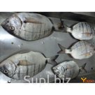 Рыба и морепродукты оптом.