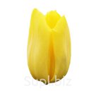 Тюльпаны оптом Strong Gold