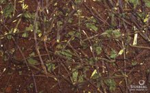 Декоративные панели из природных материалов с запахом Organoid SPECIAL: PEPPERMINT ON KAKAU