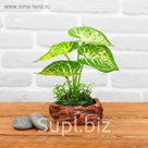 Бонсай "Травка" 8*12 см, микс