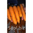 Морковь