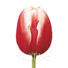 Благодаря своему элегантному внешнему виду и ранней готовности к срезке, тюльпаны Leen Van Der Mark сорта Триумф занимают одно из лидирующих мест в рейтинге по…