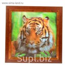 Аптечка "Тигр"