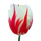 Тюльпаны оптом Carnaval De Rio