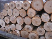 Фанкряж березы из Кировской области
