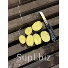 Картофель продовольственный Гала5+
