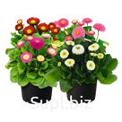 Маргари́тка (Bellis perennis ). BellaDaisy . Mix