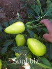 Перец свежий болгарский местный