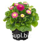 Маргари́тка (Bellis perennis ). BellaDaisy   . Rose