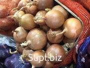 Лук репчатый