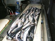 скумбрия БГ 200-300, август