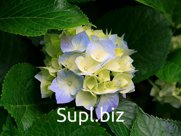 Печать цветных и чёрно-белых листовок ,объявлений размер до  А4  цветная печать  до 100 шт.-5 руб.за лист А4 от 101- 500 шт.-4.50 руб. от 501- 1000 шт.-4 руб. …