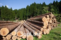 Пиловочник из сосны 1 сорт