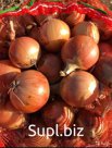 Лук репчатый