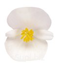Бегония (Begonia semperflorens ). Nightlife  . White