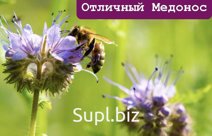 Семена фацелии Гост