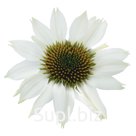 Эхеверия Пикока (Echinacea purpurea ). PollyNation  (огран серия). White