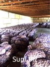 В наличии есть 500 тонн чеснока сорта Русич. Это зимостойкий сорт средних сроков созревания. Округлые, немного приплюснутые луковицы весом от 70 до 100 г состо…