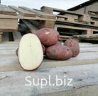 Продам картофель оптом . Урожайный сорт Эволюшен