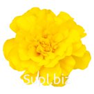 Бархатцы (Tagetes patula ). Safari . Yellow