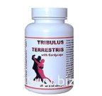 Трибулус Террестрис с Кордицепсом (Tribulus Terrestris with Cordyceps)