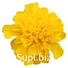 Бархатцы (Tagetes patula ). Super Hero . Deep Yellow