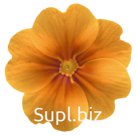 Примула (Primula elatior). Piano . Orange