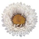 Астра (Callistephus chinensis ). Fan. White