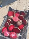 Свёкла столовая