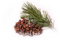 Кедровый орех в скорлупе