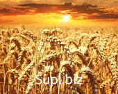 Wheat