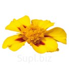 Бархатцы (Tagetes patula ). Disco . Marietta