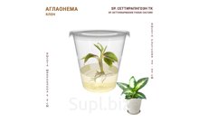 АГЛАОНЕМА SP. СЕТТИРАПНГОЭН ТК (SP. SETTHIRAPNGOEN TISSUE CULTURE)