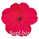 Бальзамин Уоллера (Impatiens walleriana). Lollipop . Dragon Fruit (Lipstick)