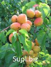 Абрикос Prúnus armeníaca Монастырский (8 лет)