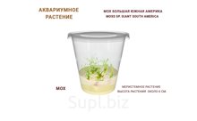 АКВАРИУМНОЕ РАСТЕНИЕ МОХ БОЛЬШАЯ ЮЖНАЯ АМЕРИКА (MOSS SP. GIANT SOUTH AMERICA)