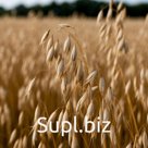 Продам овёс "аргамак" – высокое качество, опт