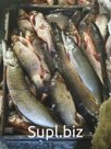 Речная рыба Северная