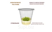 АКВАРИУМНОЕ РАСТЕНИЕ (СТЕБЕЛЬНОЕ) ХЕМИАНТУС МИКРАНТЕМОИДЕС (HEMIANTHUS MICRANTHEMOIDES)