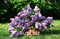 Сирень Жозе 19/40